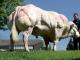 Sduisant dient niet meer te worden voorgesteld.  Zijn bespiering, zijn beenwerk en zijn nakomelingen maken van hem een referentie van de BBG-catalogus. Seduisant is de oudste stier van de BBG veestapel.