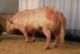 Adquat was champion at the Ath cattle market in 2001. Bull of large scale and hindquarters he has a muscle note of 89.