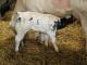 Nelson\'s first calf (Kinet Denis)