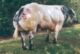 Fijne stier met stijl en breed inzetbaar dankzij zijn zeer interessante pedigree.