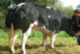 This black coated excellent son of BARON is producing excellent calves.