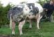 Very meaty bull with size in 1st category. He�s a very strong back-end, good notes in classification and a very good dam line. His offsprings are promising.