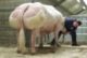 Een allerbeste stier afkomstig uit een van de oudste BWB fokkerijen. Ligeois heeft een brede rug, een goeie voorhand en een buitengewone achterhand.