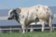 Sjaka Zoeloe is a very meaty bull with size and good legs. It is one of the best bulls for muscle and weight production, without calf loss.
