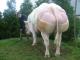 Heel goede stier met veel gewicht,  correct beenwerk en een mooie hoogtemaat!!